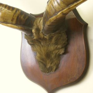 antique Kudu horns