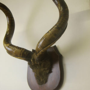 Large set of antique Kudu horns