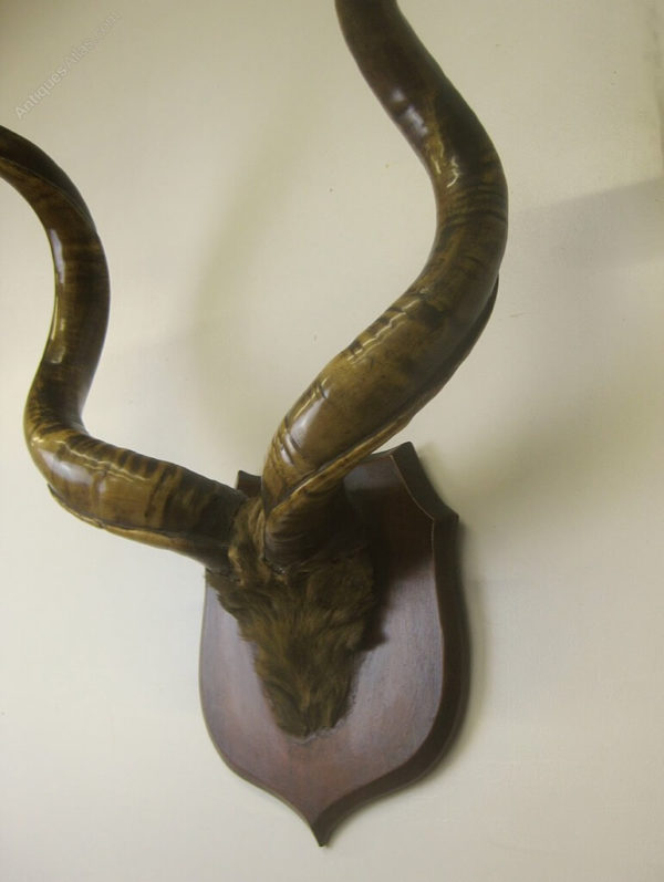 Large set of antique Kudu horns
