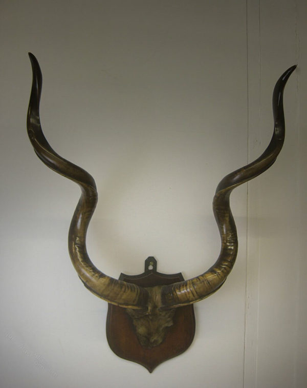 Antique mounted Kudu horns