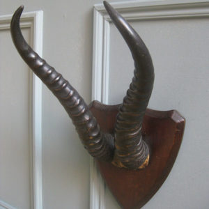 small horns on shield
