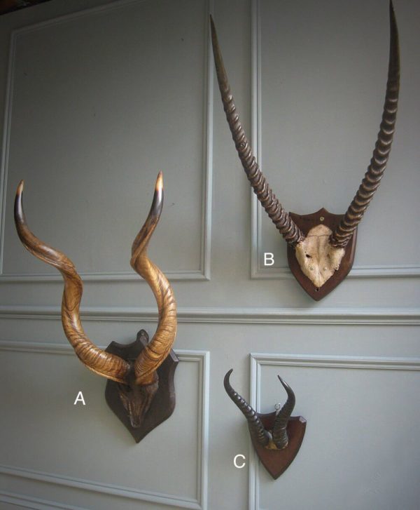 Collection of mounted horns