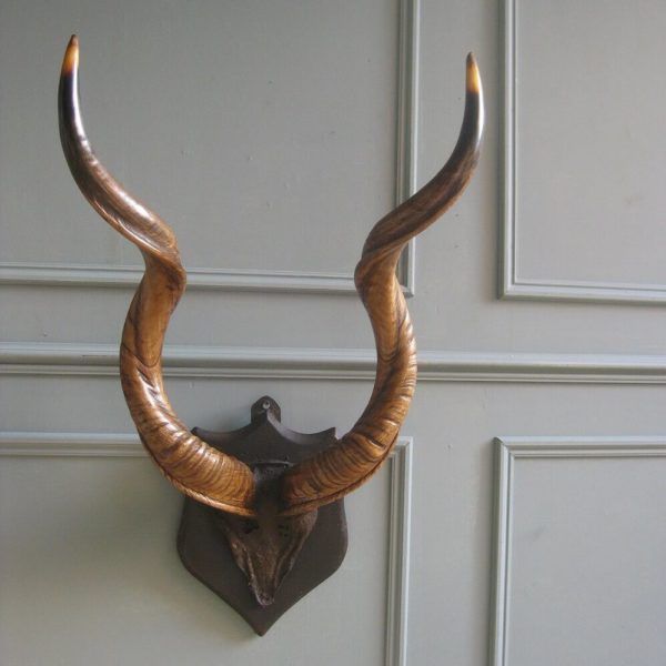 Kudu horns