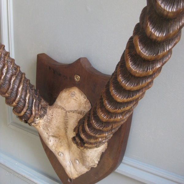 antique mounted horns